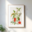 Search for chilli posters Minimalist