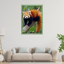 Search for panda posters Wildlife