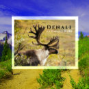 Search for caribe postcards Reindeer