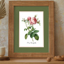 Search for pierre joseph redoute posters Vintage