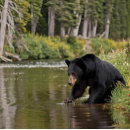 Search for black bear puzzles Forest