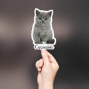 Search for vinyl cat stickers Pet photo