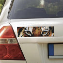 Search for white tigers bumper stickers Jungle