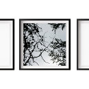 Search for pinecones posters Nature