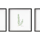 Search for herb illustration posters Rosemary