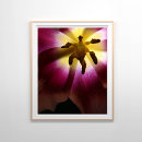 Search for yellow tulip posters Pink