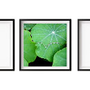 Search for drop leafs posters Water drops