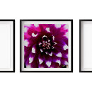 Search for photograph posters Floral