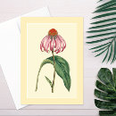 Search for coneflowers cards Echinacea