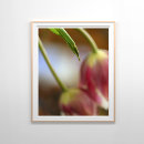 Search for spring bloom photography Macro