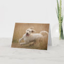 Search for goldendoodle cards Pet