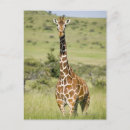 Search for giraffe looking postcards Nature