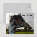 Search for cute emu Wildlife