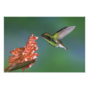 Search for rolf nussbaumer art Bird