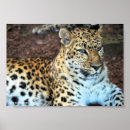 Search for leopard photography art Animals