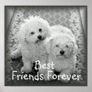 Search for best friend posters Pets