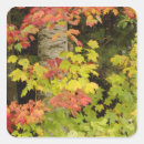 Search for white birch stickers Autumn