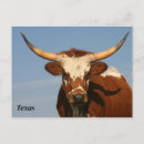 Search for longhorn postcards Bovine