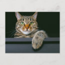 Search for animal face postcards Cat