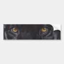 Search for panthers bumper stickers Leopard