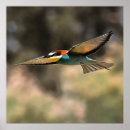 Search for birds bees posters Wildlife