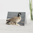 Search for canada goose cards Photography