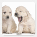 Search for domestic animals stickers Brussels