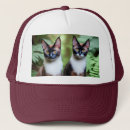 Search for siamese hats Pet