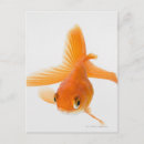Search for fantail postcards Sealife