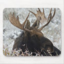 Search for ken mousepads Wildlife