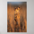 Search for suricates Arid
