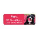 Search for mountain dog return address labels Bernese