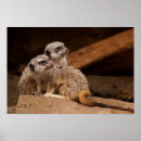 Search for two animals posters Meerkat