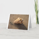 Search for conch shell cards Ocean