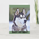 Search for siberian cards Pet
