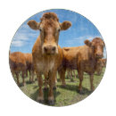 Search for cattle chopping boards Livestock