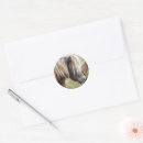 Search for shetland stickers Pony
