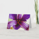 Search for dutch iris postcards Garden