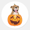 Search for pitbull stickers Pumpkin