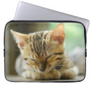 Search for kitten sleeping electronics Domestic animals