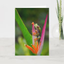 Search for tree frogs cards Wildlife