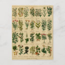 Search for herbal postcards Vintage