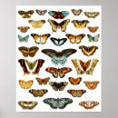 Search for butterfly pattern posters Trendy