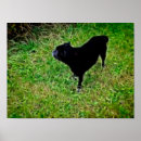 Search for fibres posters Animal