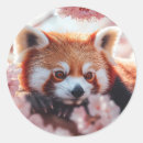 Search for cute red panda stickers Nature