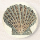 Search for creatures coasters Seashell