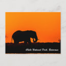 Search for elephant silhouette postcards Wildlife