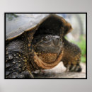 Search for funny turtles posters Animals