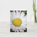 Search for daisies note cards Flower