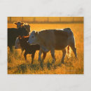 Search for grazing postcards Fence